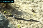 vipera berus black adder vipera berus black adder