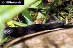 vipera berus black adder vipera berus black adder