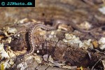 vipera berus common viper vipera berus common viper