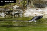 arctocephalus pusillus brown fur seal arctocephalus pusillus brown fur seal