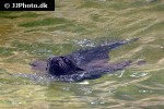 arctocephalus pusillus brown fur seal arctocephalus pusillus brown fur seal