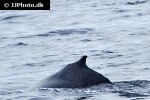 balaenoptera physalus fin whale balaenoptera physalus fin whale