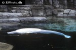 delphinapterus leucas beluga whale delphinapterus leucas beluga whale
