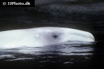 delphinapterus leucas beluga whale delphinapterus leucas beluga whale