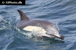 delphinus delphis short beaked common dolphin delphinus delphis short beaked common dolphin