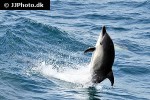 delphinus delphis short beaked common dolphin delphinus delphis short beaked common dolphin