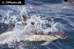 delphinus delphis short beaked common dolphin delphinus delphis short beaked common dolphin