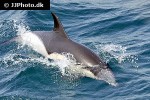 delphinus delphis short beaked common dolphin delphinus delphis short beaked common dolphin