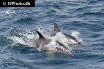 delphinus delphis short beaked common dolphin delphinus delphis short beaked common dolphin