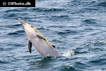delphinus delphis short beaked common dolphin delphinus delphis short beaked common dolphin