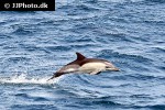 delphinus delphis short beaked common dolphin delphinus delphis short beaked common dolphin