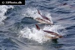 delphinus delphis short beaked common dolphin delphinus delphis short beaked common dolphin