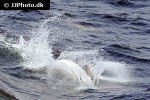 delphinus delphis short beaked common dolphin delphinus delphis short beaked common dolphin