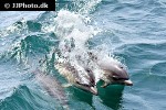 delphinus delphis short beaked common dolphin delphinus delphis short beaked common dolphin