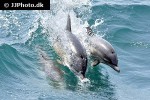 delphinus delphis short beaked common dolphin delphinus delphis short beaked common dolphin