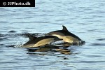 delphinus delphis short beaked common dolphin delphinus delphis short beaked common dolphin