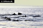 delphinus delphis short beaked common dolphin delphinus delphis short beaked common dolphin