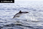 delphinus delphis short beaked common dolphin delphinus delphis short beaked common dolphin