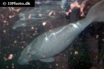 dugong dugon dugong dugong dugon dugong