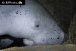 dugong dugon dugong dugong dugon dugong