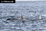 globicephala melas long finned pilot whale globicephala melas long finned pilot whale