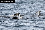 globicephala melas long finned pilot whale globicephala melas long finned pilot whale