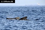 globicephala melas long finned pilot whale globicephala melas long finned pilot whale