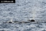 globicephala melas long finned pilot whale globicephala melas long finned pilot whale
