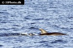 globicephala melas long finned pilot whale globicephala melas long finned pilot whale