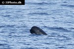 globicephala melas long finned pilot whale globicephala melas long finned pilot whale