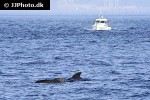 globicephala melas long finned pilot whale globicephala melas long finned pilot whale