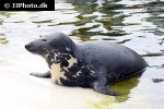 halichoerus grypus grey seal halichoerus grypus grey seal