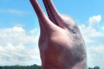 inia geoffrensis amazon river dolphin inia geoffrensis amazon river dolphin