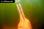 inia geoffrensis amazon river dolphin inia geoffrensis amazon river dolphin