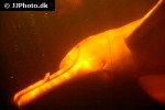 inia geoffrensis amazon river dolphin inia geoffrensis amazon river dolphin