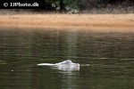 inia geoffrensis amazon river dolphin inia geoffrensis amazon river dolphin