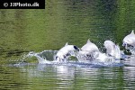 inia geoffrensis amazon river dolphin inia geoffrensis amazon river dolphin