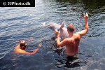 inia geoffrensis amazon river dolphin inia geoffrensis amazon river dolphin