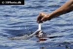 inia geoffrensis amazon river dolphin inia geoffrensis amazon river dolphin