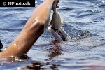 inia geoffrensis amazon river dolphin inia geoffrensis amazon river dolphin