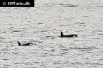 orcinus orca killer whale orcinus orca killer whale