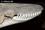 orcinus orca killer whale orcinus orca killer whale
