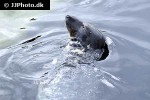 phoca vitulina harbor seal phoca vitulina harbor seal