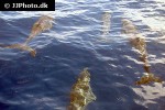 stenella attenuata pantropical spotted dolphin stenella attenuata pantropical spotted dolphin