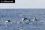 stenella attenuata pantropical spotted dolphin stenella attenuata pantropical spotted dolphin