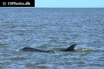 stenella clymene clymene dolphin stenella clymene clymene dolphin