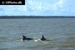 stenella clymene clymene dolphin stenella clymene clymene dolphin