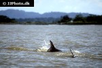 stenella clymene clymene dolphin stenella clymene clymene dolphin