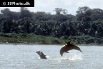 stenella clymene clymene dolphin stenella clymene clymene dolphin