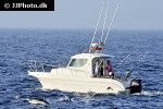 stenella coeruleoalba striped dolphin stenella coeruleoalba striped dolphin